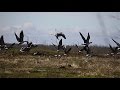 Охота на гуся в Атбасаре