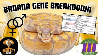 Banana Genetics Explained! - RGW Ep 110