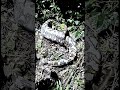 A Cobra Foi Aberta Para Resgatar uma Criança 😱