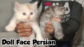 Persian Kittens for Sale in Hyderabad at SA Cattery Talabkatta  | Doll Face Persian in Offer Price