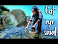 Collect cat eye sea snail on the island | The rare cat eye snail in marine zone | Cat eye snail cook