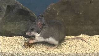Mighty mouse uses scorpion venom as painkiller
