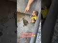 The baby monkey looked scared.#monkey #cute #babymonkey