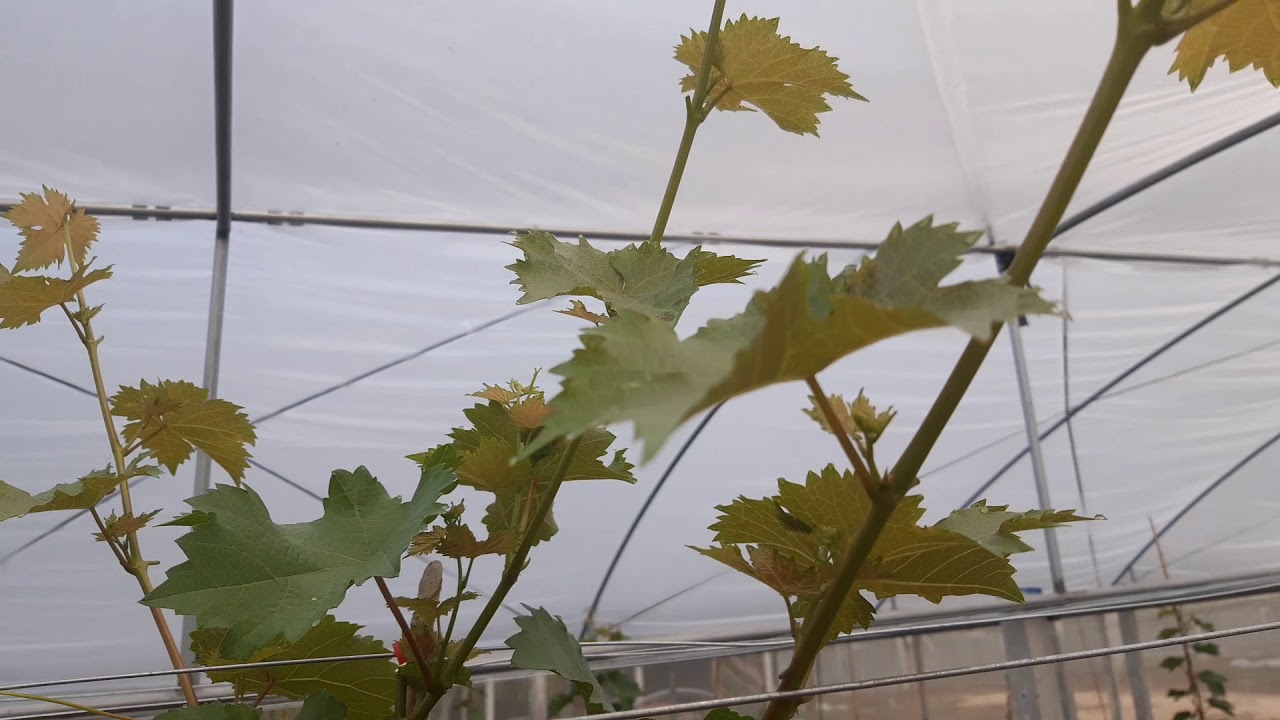 จัดทรงต้นองุ่น