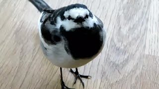 Sekisuke, The Very Friendly Wild Japanese Pied Wagtail