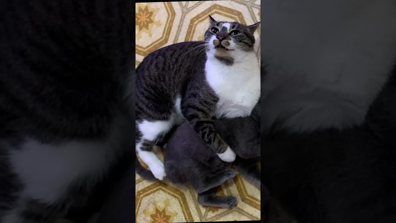 Adoptive father shows love to litt