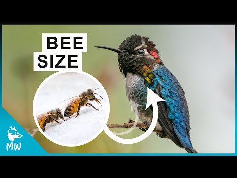 Bee Hummingbird -