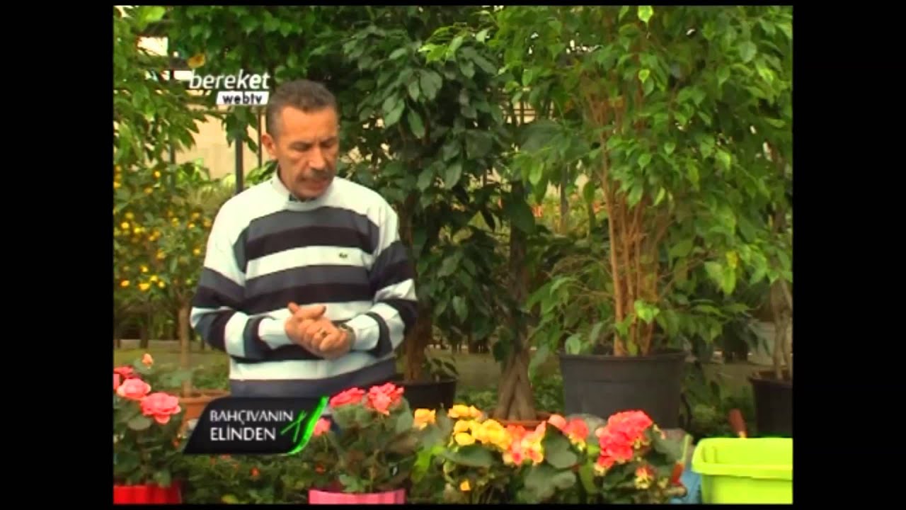 Benjamin Çiçeği - Benjamin Çiçeğinin Bakımı, Çoğaltımı ve Tanıtımı