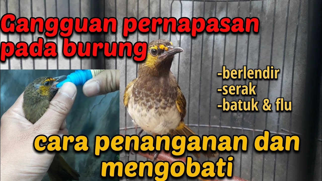 Cara mengobati burung batuk, serak, berlendir dan bengek. 