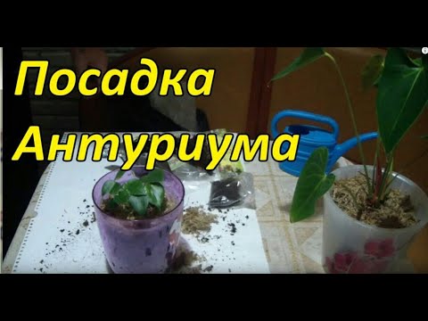 Посадка Антуриума . Отличный субстрат.