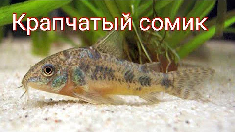 Крапчатый Сомик. Уход , кормление, разведение.