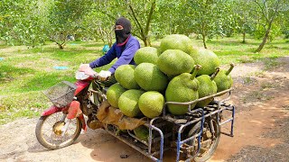 Amazing Thai Jackfruit Farm! Jackfruit Harvesting Process!  Thailand Street Food