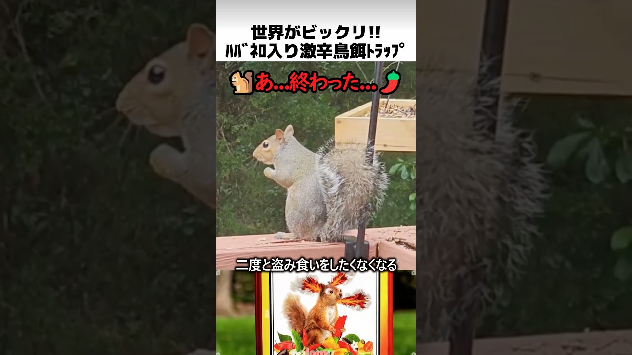 鳥類飼育員のハバネロ混入トラップ🌶️