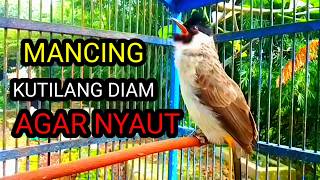 Suara burung kutilang gacor memanggil lawan pancingan kutilang agar berbunyi nyaut