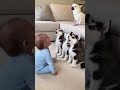 When One Baby Accidentally Starts a Husky Concert" 🤣 #parrot #baby #puppy #shorts