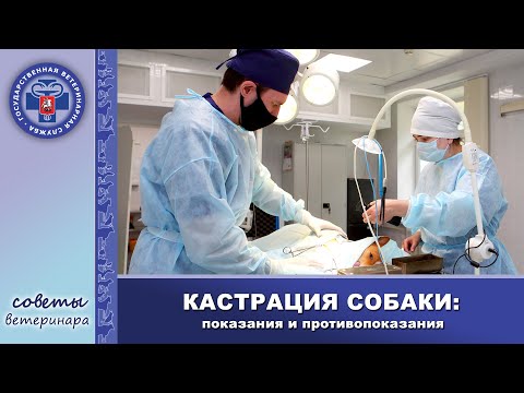 Кастрация собаки | Плюсы и минусы