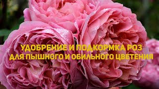 Наш опыт удобрения роз для обильного и пышного цветения. Минимум усилий, мах цветения.