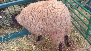 bni ghill sheep اغنام المغرب سلالة بني غيل