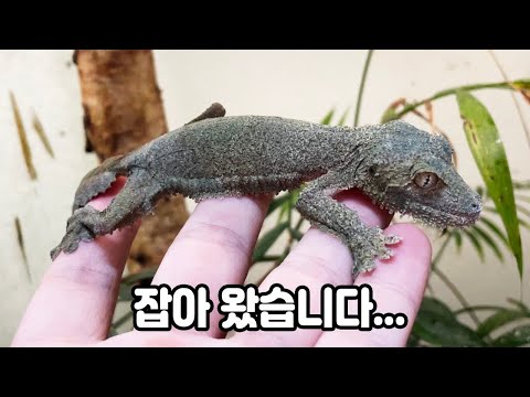 마다가스카르에서 온 초희귀종을 키워 볼게요! 반전매력이ㅋㅋ