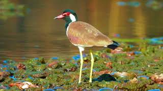 Red wattled lapwing Avian foraging in the river along with common sandpiper