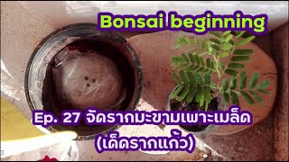 Bonsai beginning Ep.27 จัดรากมะขามเพาะเมล็ด(เด็ดรากแก้ว)