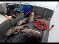 Pesca Açores, Fishing Wreckfish / Pesca aos Chernes nos Açores
