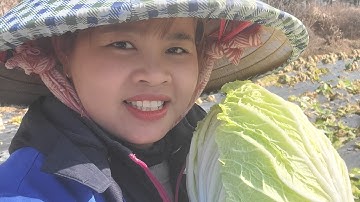 26 tết thu hoạch cải thảo.  cải thảo để qua mùa đông ăn rất ngon