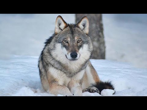 Видео: Откуда взялось словосочетание «крик волк»?