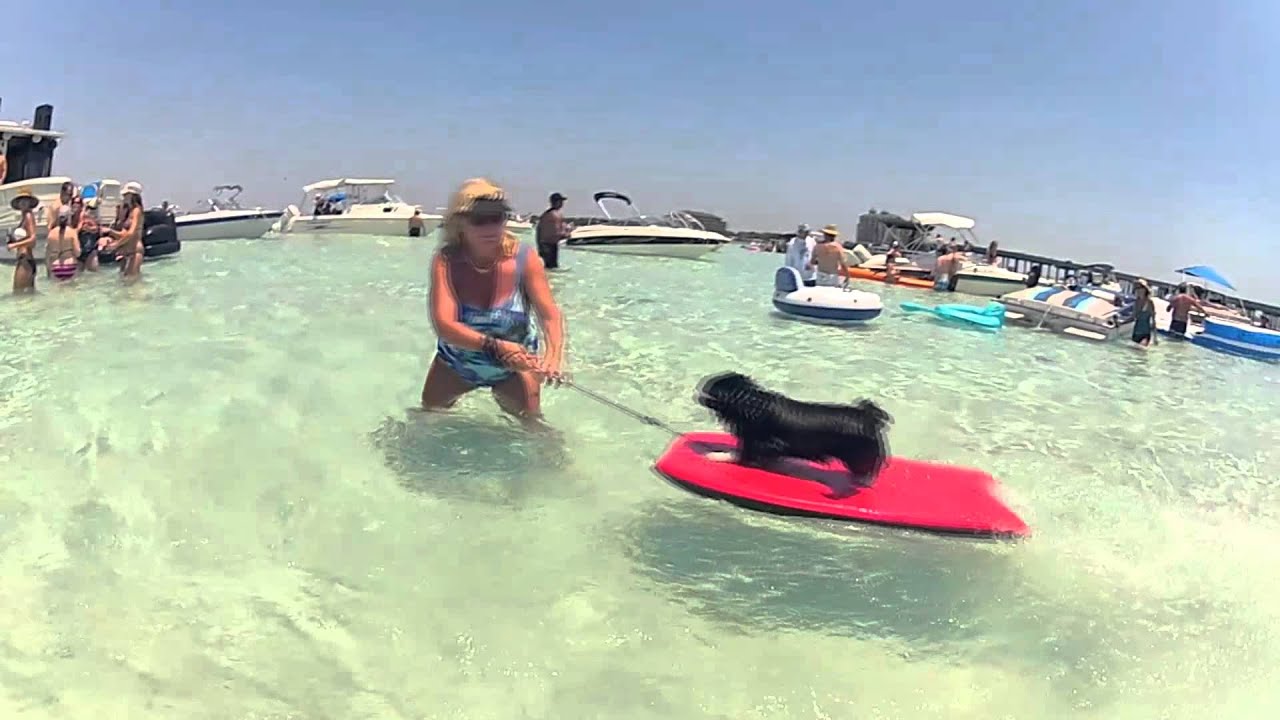 Cool Puppy Dog Has Serious Boogie Board Skills - YouTube