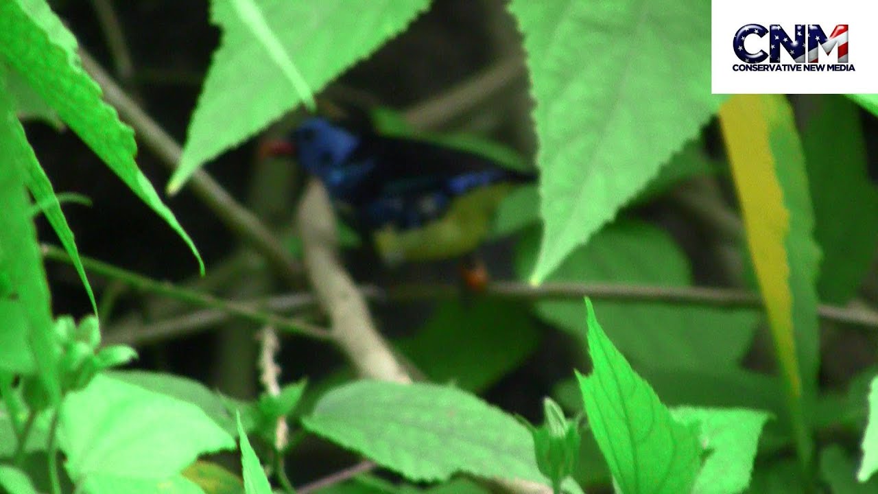Beautiful Turquoise Tanager and other Cool Birds in 1080P HD 