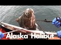 Fishing Alaskan Halibut HD | Haul-Clean-Giant Halibut 2020