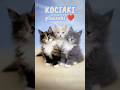 Kociaki pluszaki ❤️