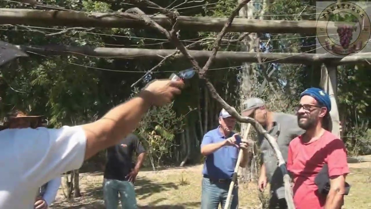 1845 ) – PODA DE OLIVEIRA E DE VIDEIRA - SÃO FRANCISCO XAVIER - SP