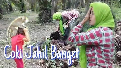 Viral!! baby monkey pandaimencari Jamur sawit - Coki jahil banget