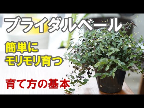 ブライダルベールの育て方　植え替え、冬越し、肥料など