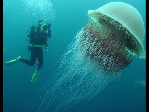 Нашествие медуз Скорость размножение Вес достигает 200 кг Монстр Намура Япония Воды океана