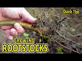 Quick Rootstock Tips | An EASY way to obtain FREE ROOTSTOCKS