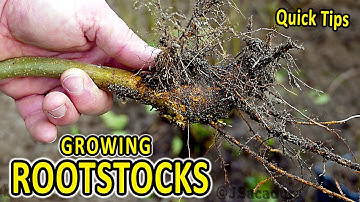 Quick Rootstock Tips | An EASY way to obtain FREE ROOTSTOCKS