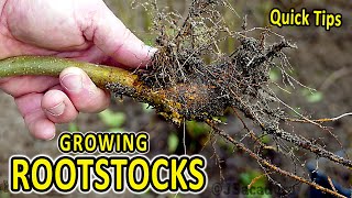 Quick Rootstock Tips | An EASY way to obtain FREE ROOTSTOCKS