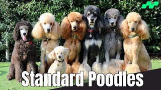Poodle Perfection: Standard Poodles Origin, Traits, and Temperament Unveiled @relaxyourpetdog