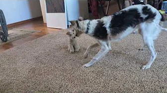 Borzoi Puppy meets the Plush Dog