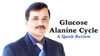 Glucose-Alanine Cycle