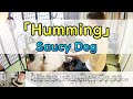 【Humming】  SaucyDog  ドラム  2アングル