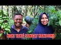 HARI YANG SANGAT RANDOM!! MUPUK SAWIT, AMBIL JAMUR, LABU, PISANG DAN DAUN KATUK!