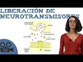 Liberación de neurotransmisores