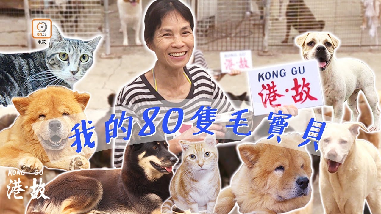 港故：不要愛情　照顧遺棄貓狗20年