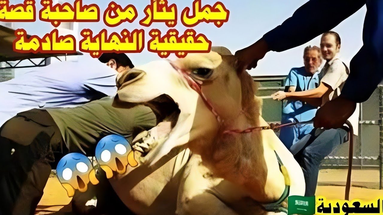 ثأر الجمل من صاحبة ! قصة قديمة