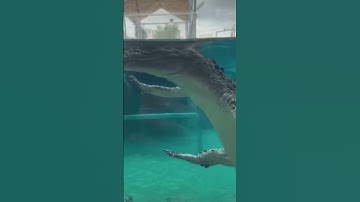Alligators float like THIS?! 🤯... #shorts #animals #alligator  #crocodile