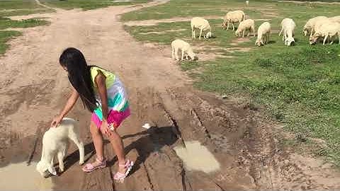 Đồi cừu Vũng tàu - Vietnam hill sheep