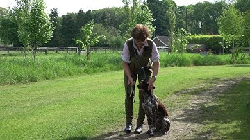 9 Month German shorthaired Pointer first off lead heelwork training